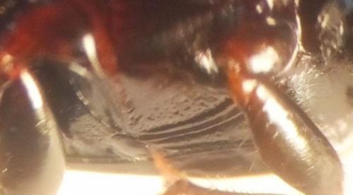 Harpalus attenuatus